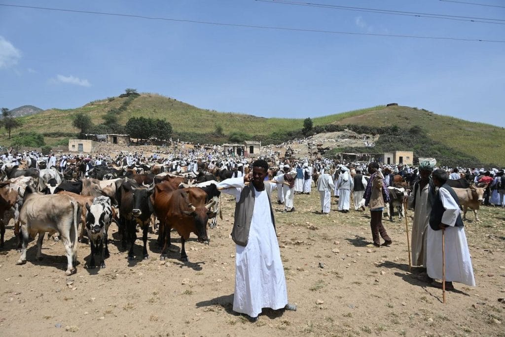 Händler auf dem Kamelmarkt von Keren im eritreischen Hochland