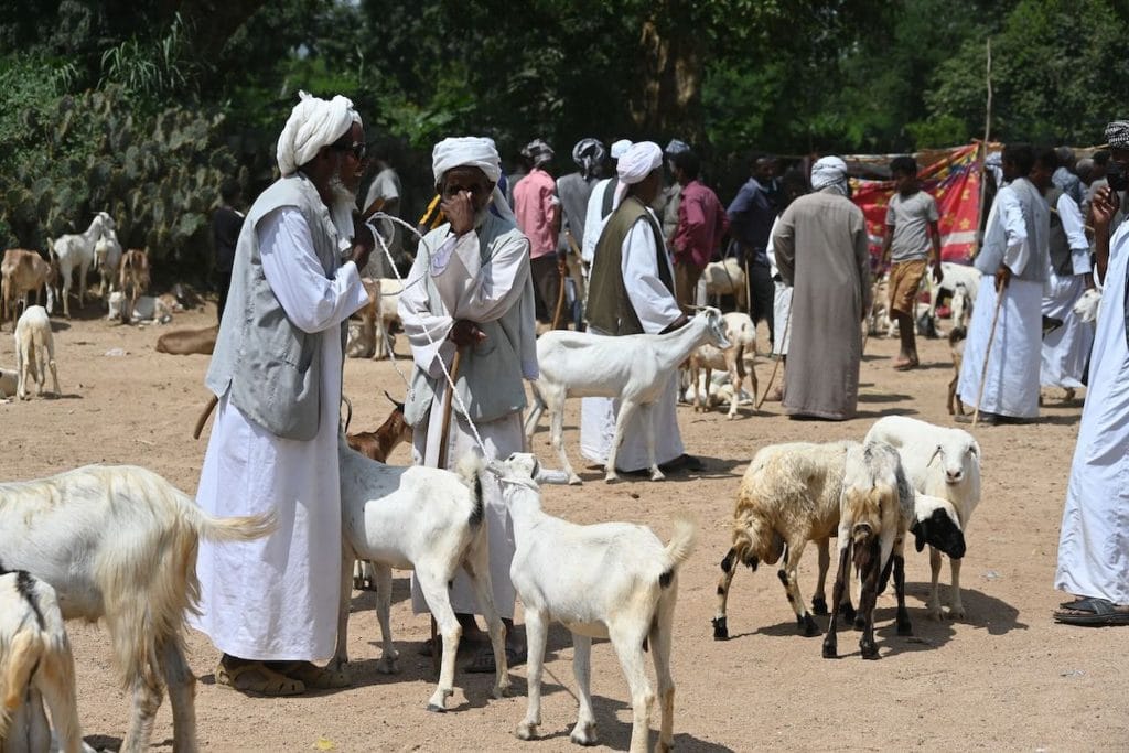 Keren in Eritrea ist bekannt für seinen lebhaften Montags-Kamelmarkt