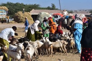 Tour Somaliland Laas Geel: Hargeisa e Berbera in 2 Giorni