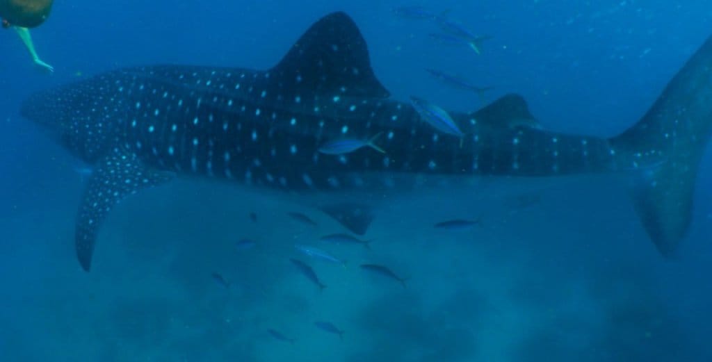 Snorkeler swimming next to a spotted whale shark in the Gulf of Tadjoura, Djibouti