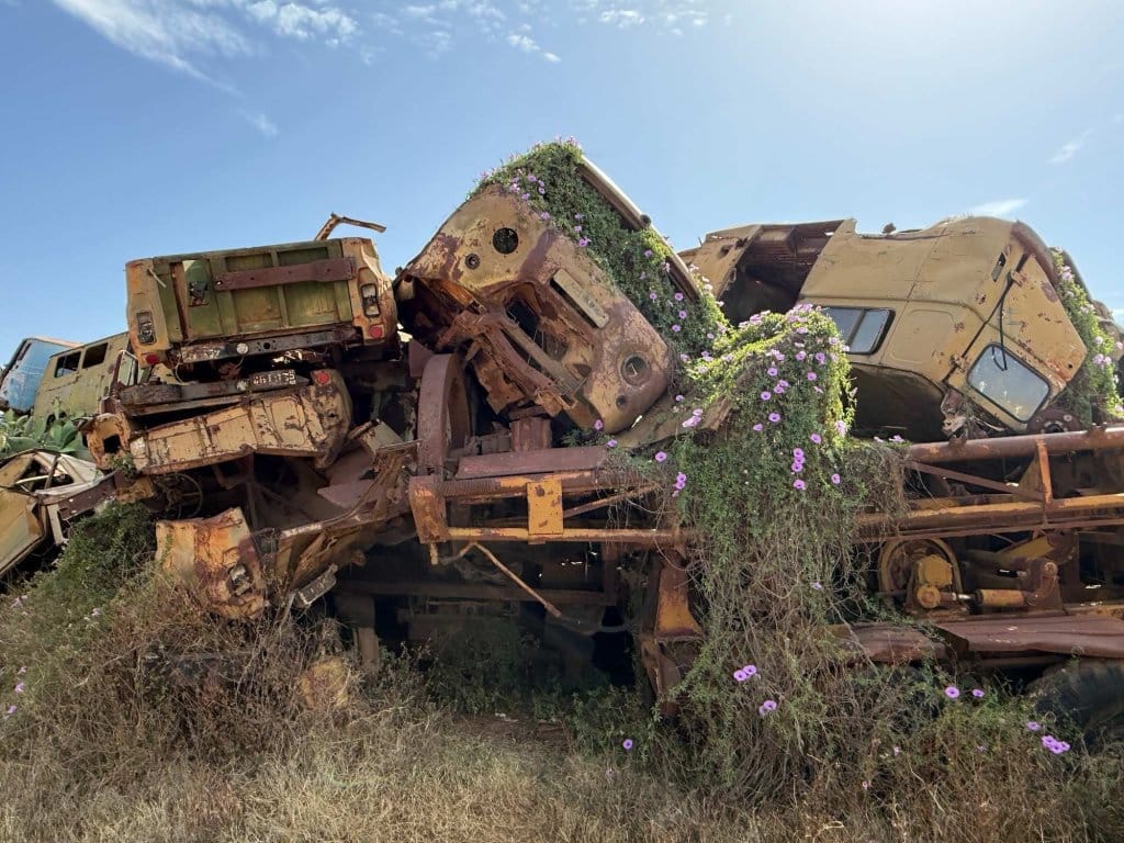 Overgrown war wrecks at the Asmara Tank Graveyard, legacy of the Eritrean independence struggle