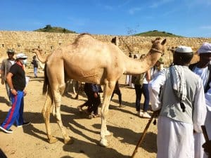 Tour Eritrea 6 Giorni: Asmara, Cheren e Massaua con Green Island